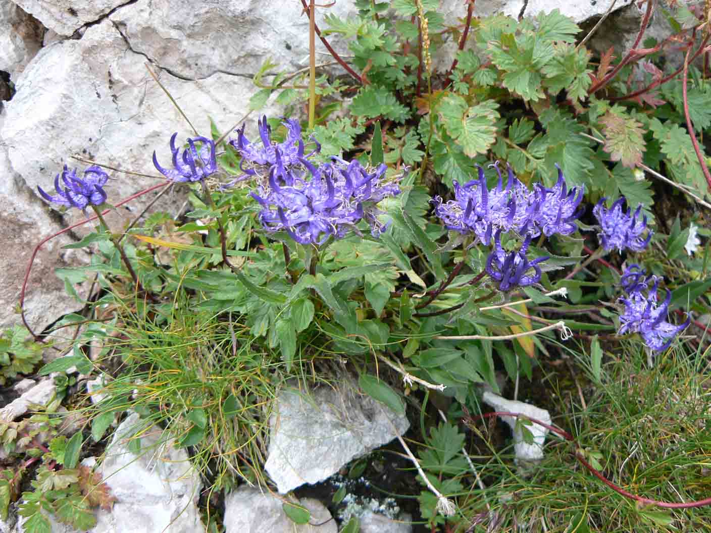 Phyteuma sieberi / Raponzolo di Sieber